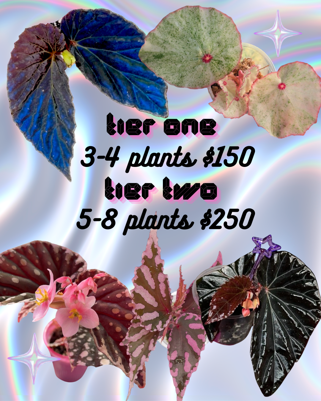 Begonia Mystery Box (Plants NO Cuttings)