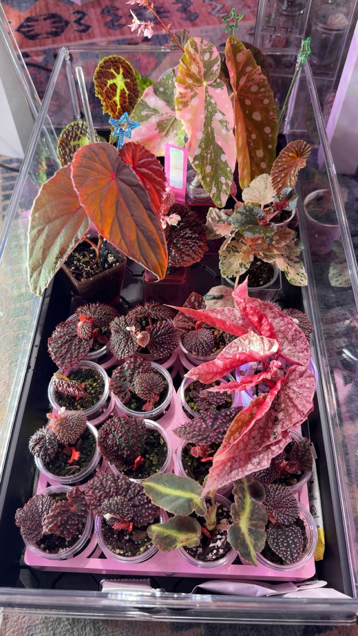 Bougie Begonia Cutting Mystery Box UPDATED
