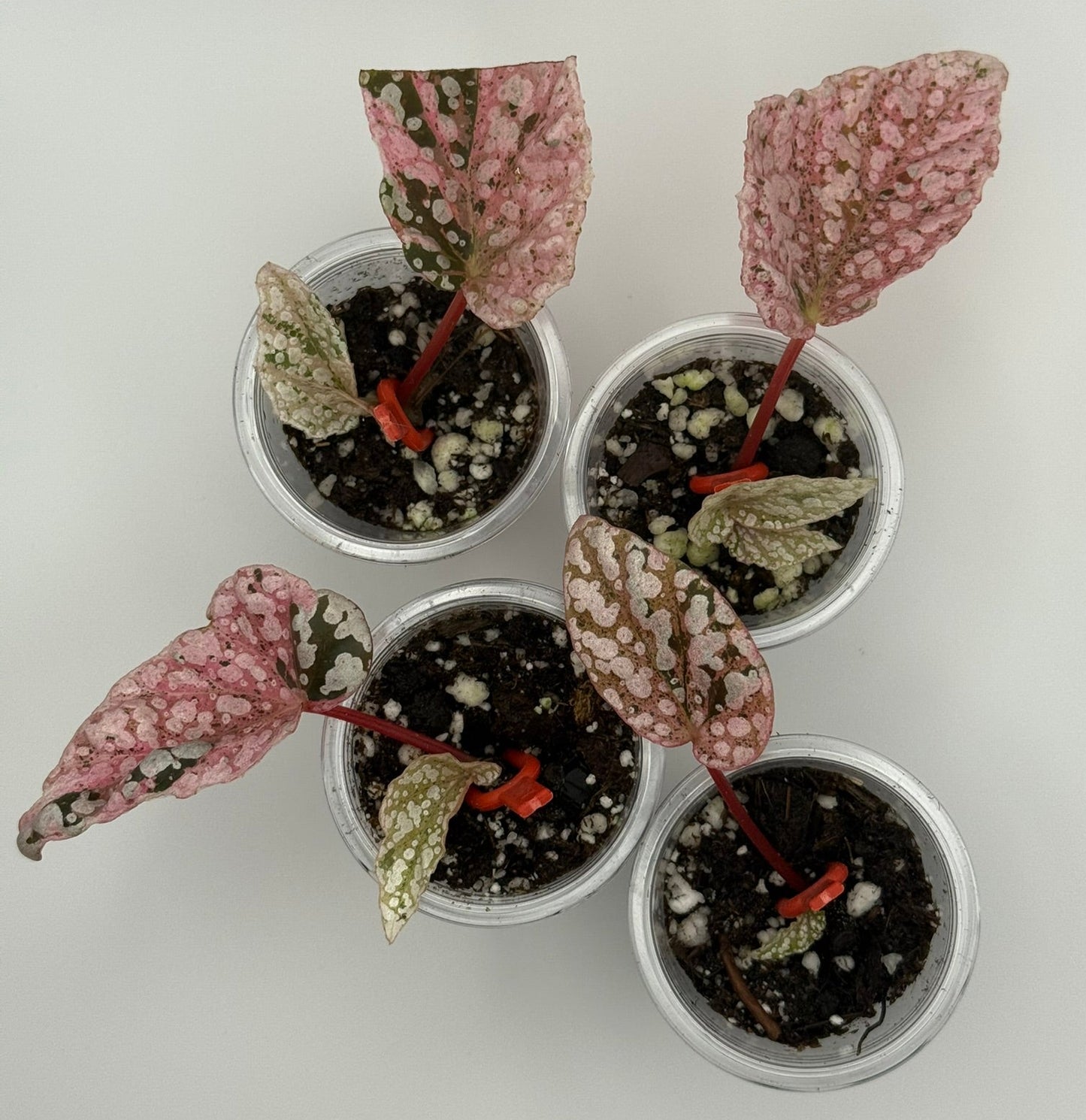 Begonia Snowcapped 'Variegated' Non-Exact Starter Plant