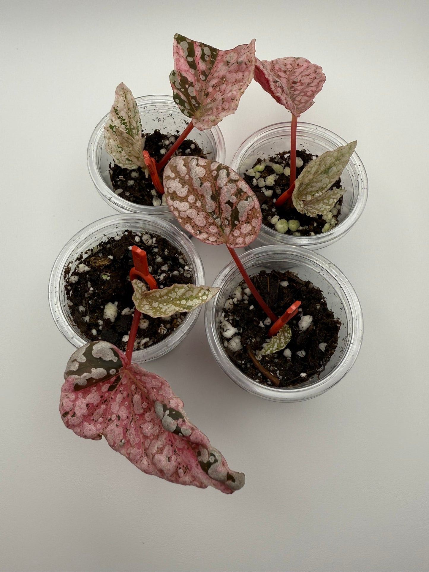 Begonia Snowcapped 'Variegated' Non-Exact Starter Plant