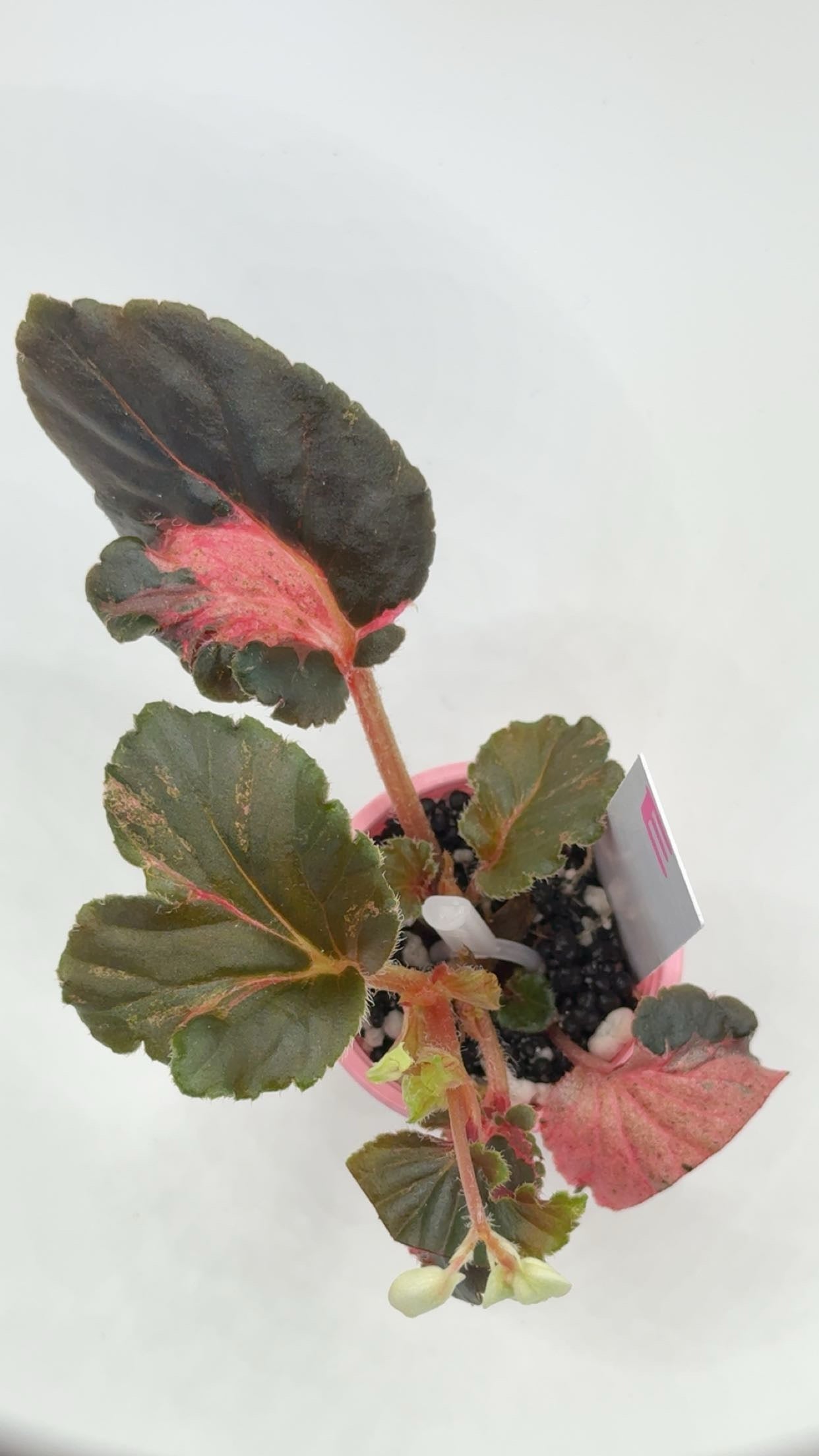 Begonia Cucullata "Pink Variegated'