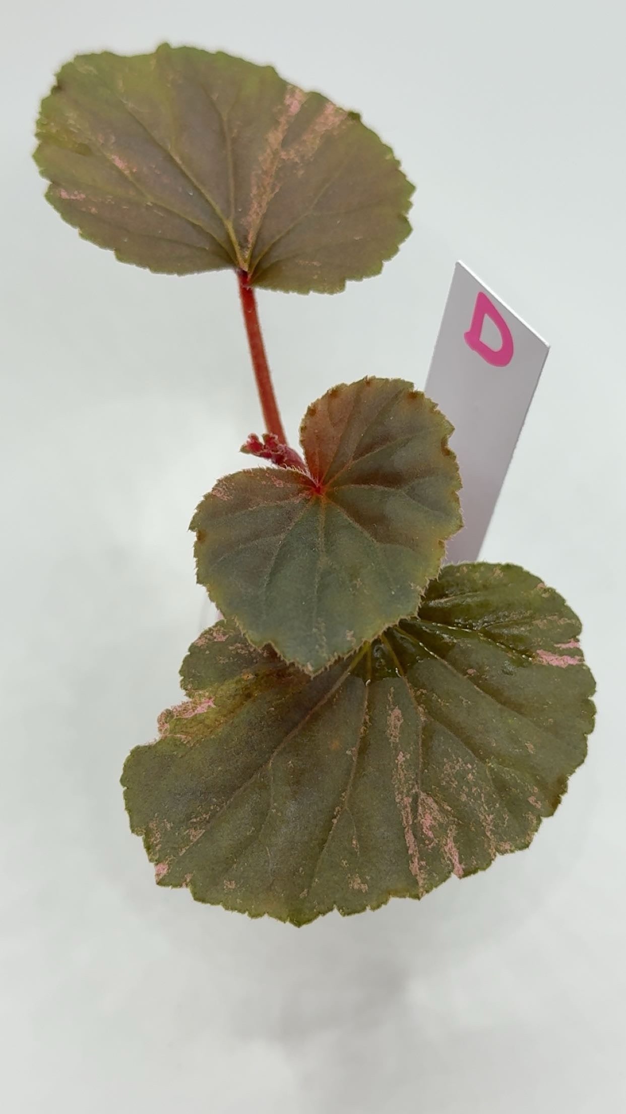 Begonia Cucullata "Pink Variegated'