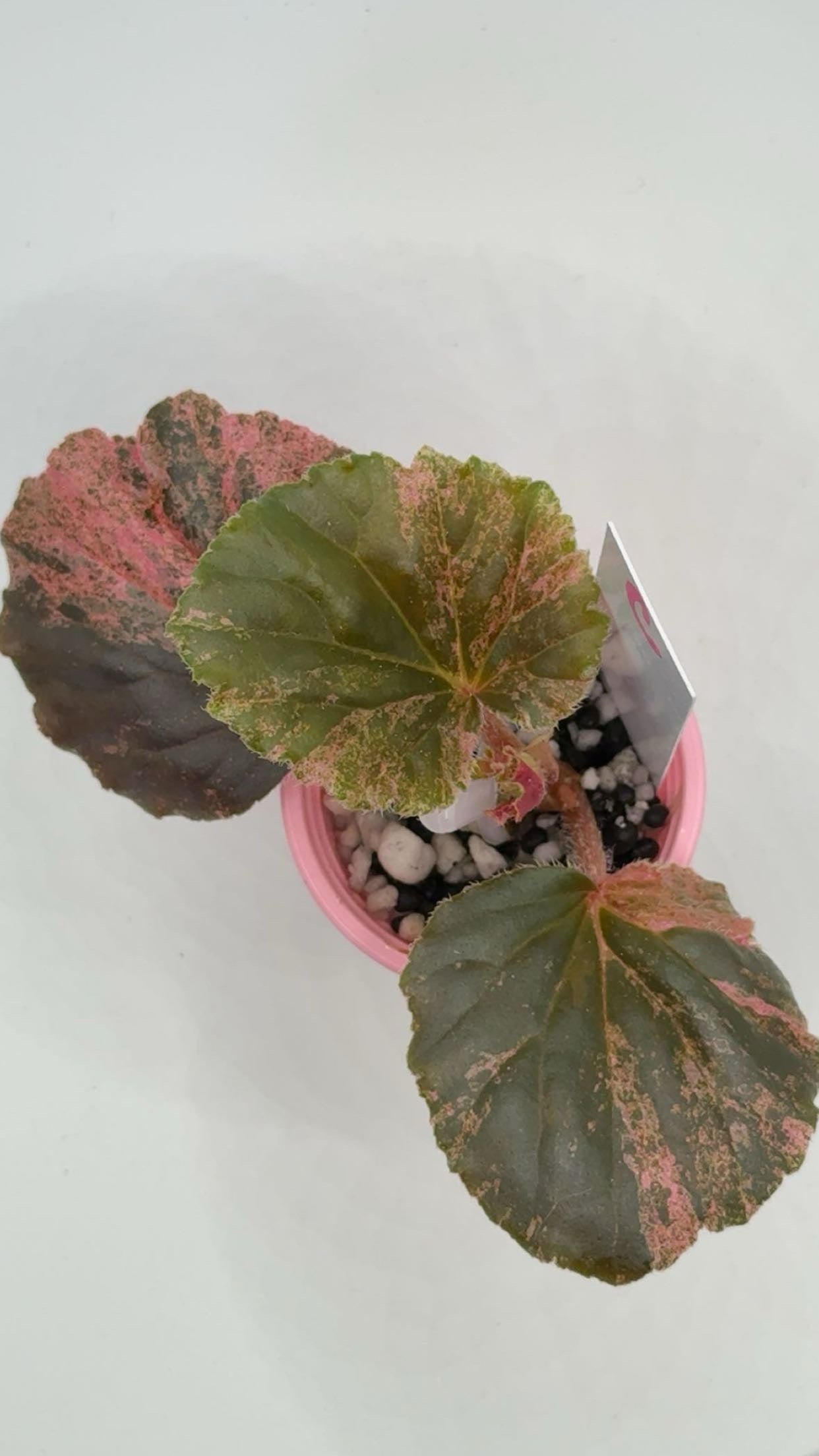 Begonia Cucullata "Pink Variegated'