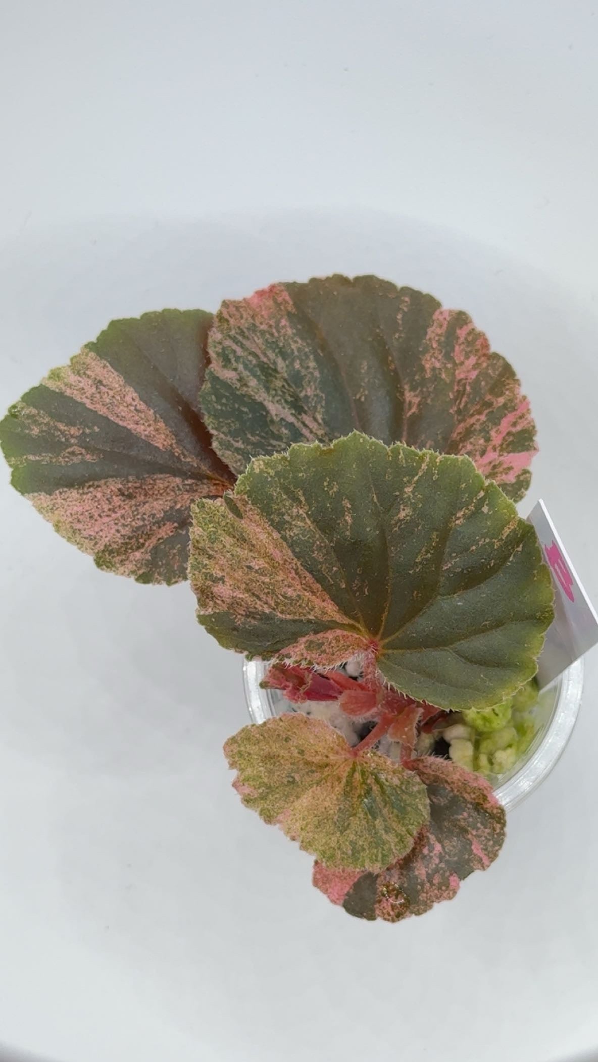 Begonia Cucullata "Pink Variegated'