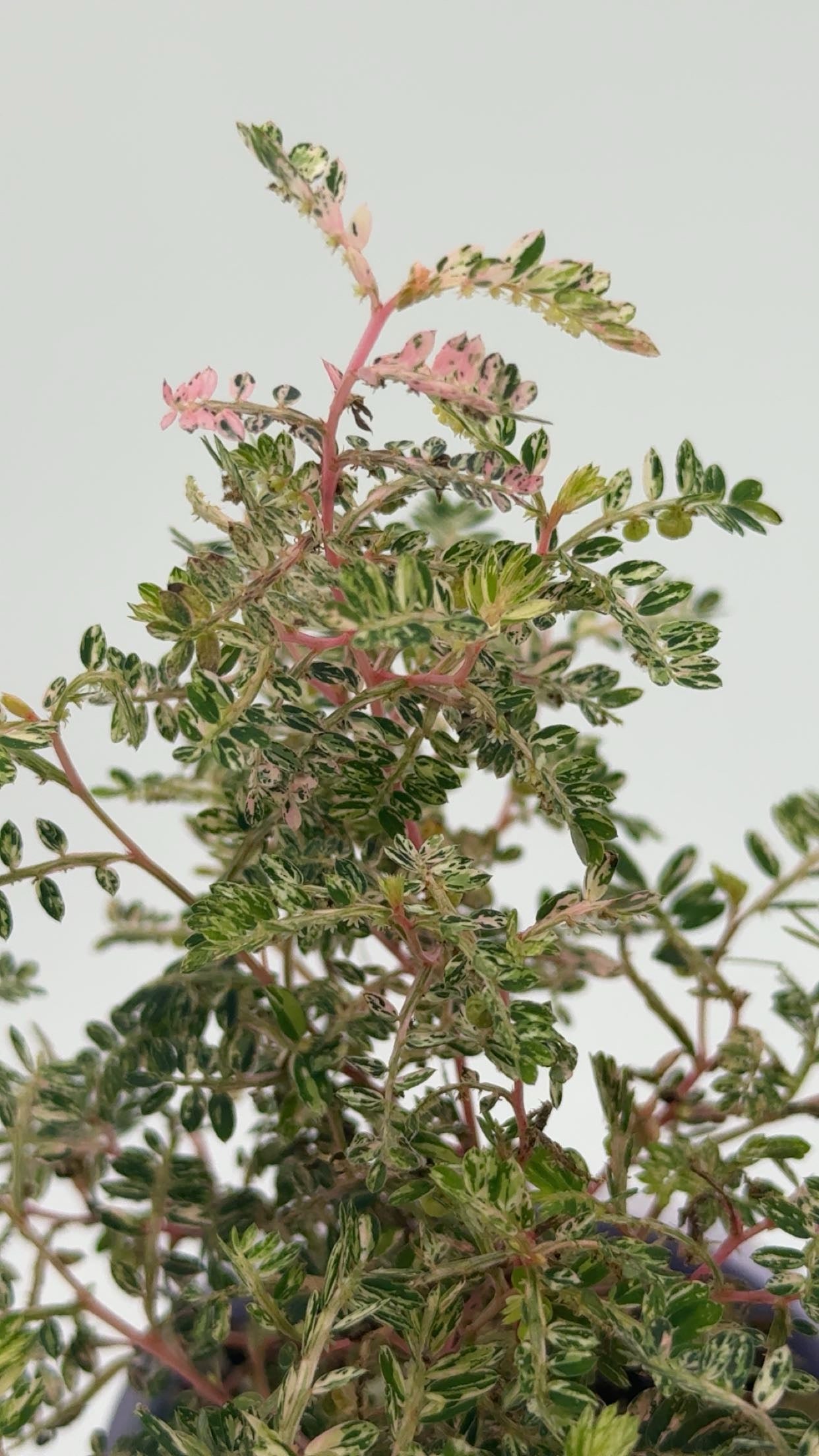Phyllanthus Urinaria 'Pink Variegated' in Self Watering Pot