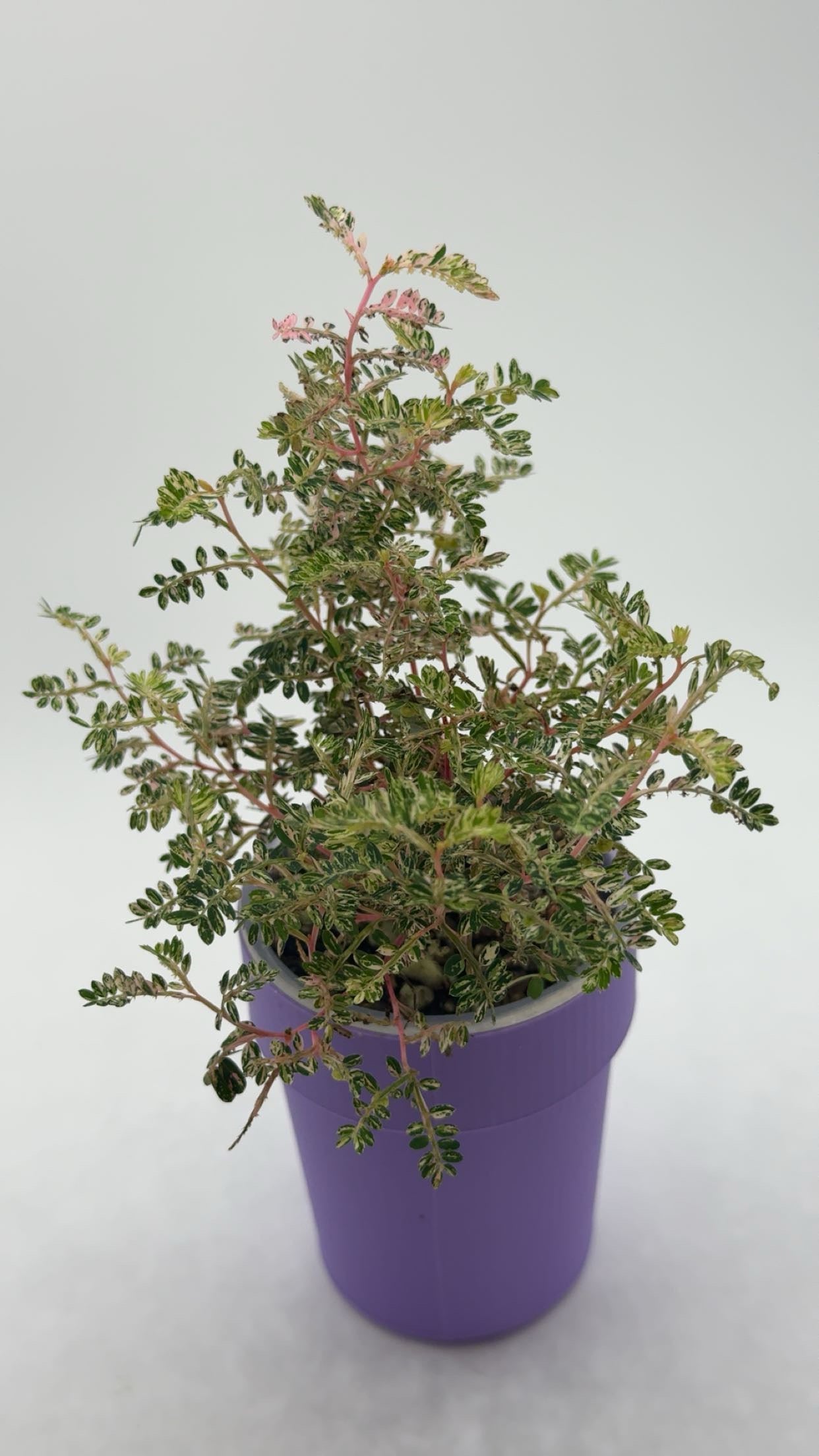 Phyllanthus Urinaria 'Pink Variegated' in Self Watering Pot