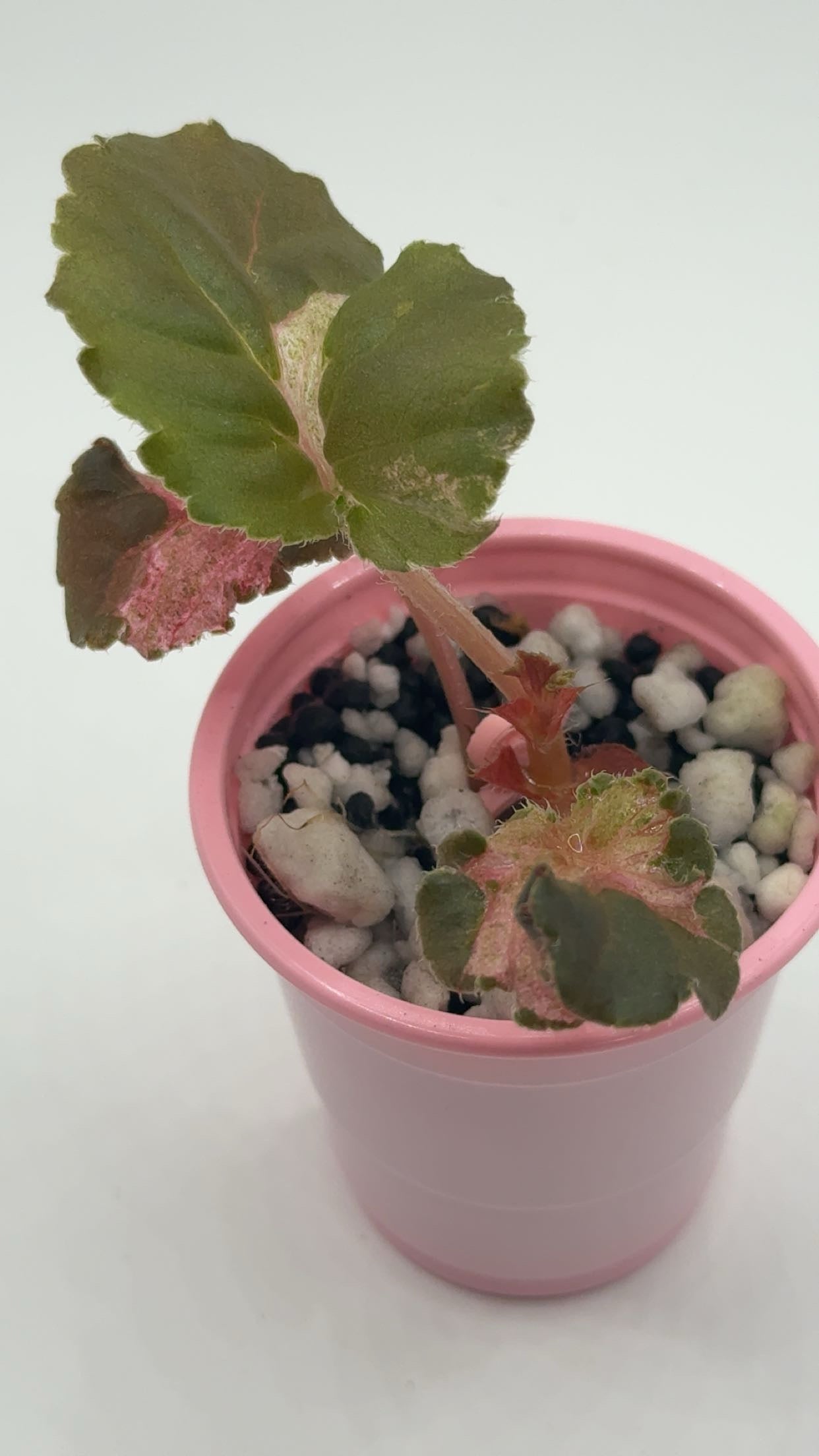 Begonia Cucullata 'Pink Variegated' Small