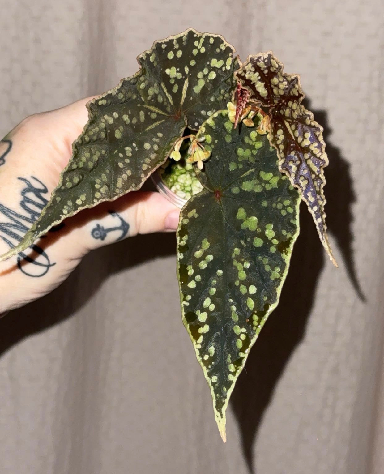 Begonia Darthvaderiana X Variabilis