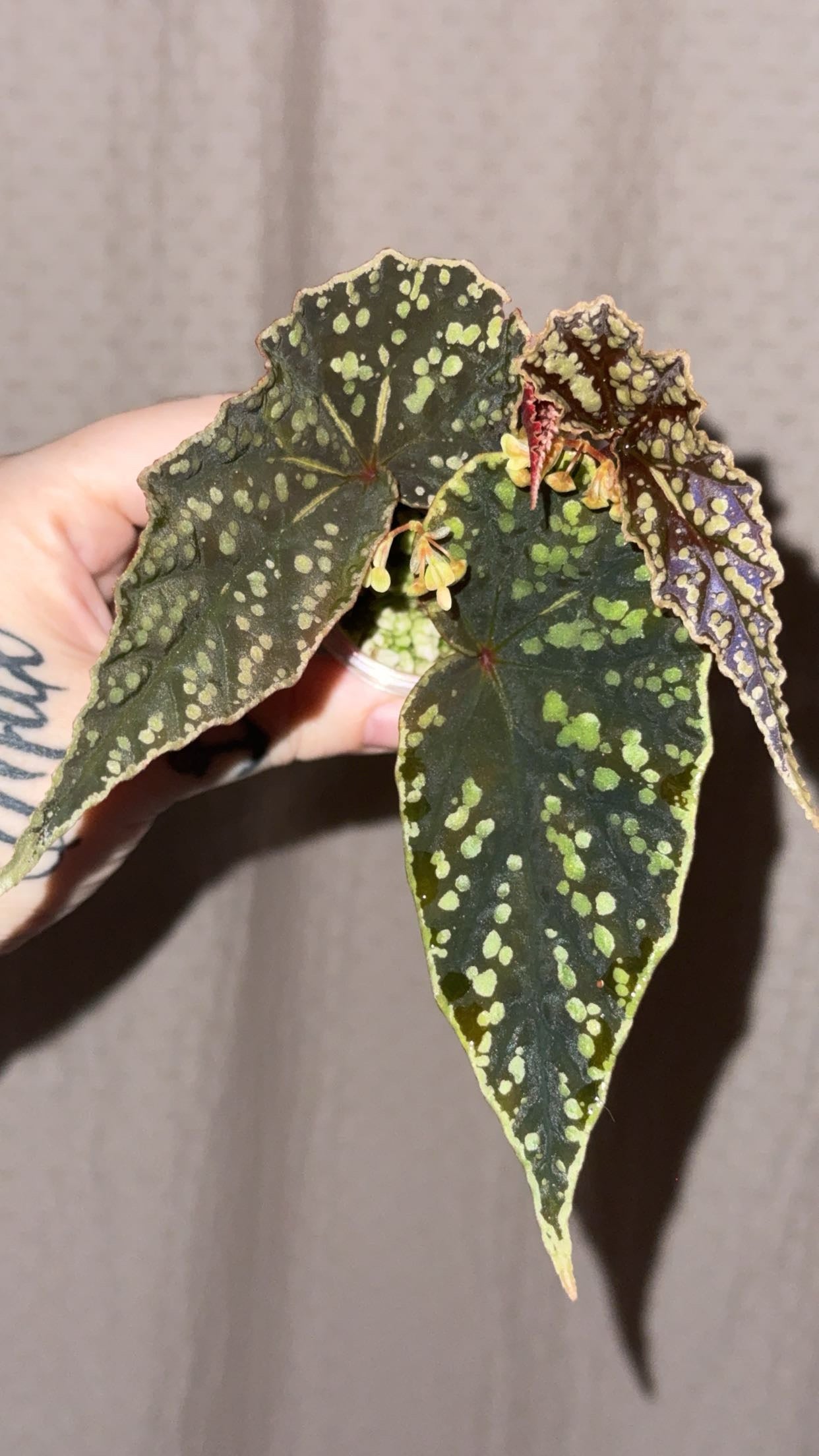 Begonia Darthvaderiana X Variabilis