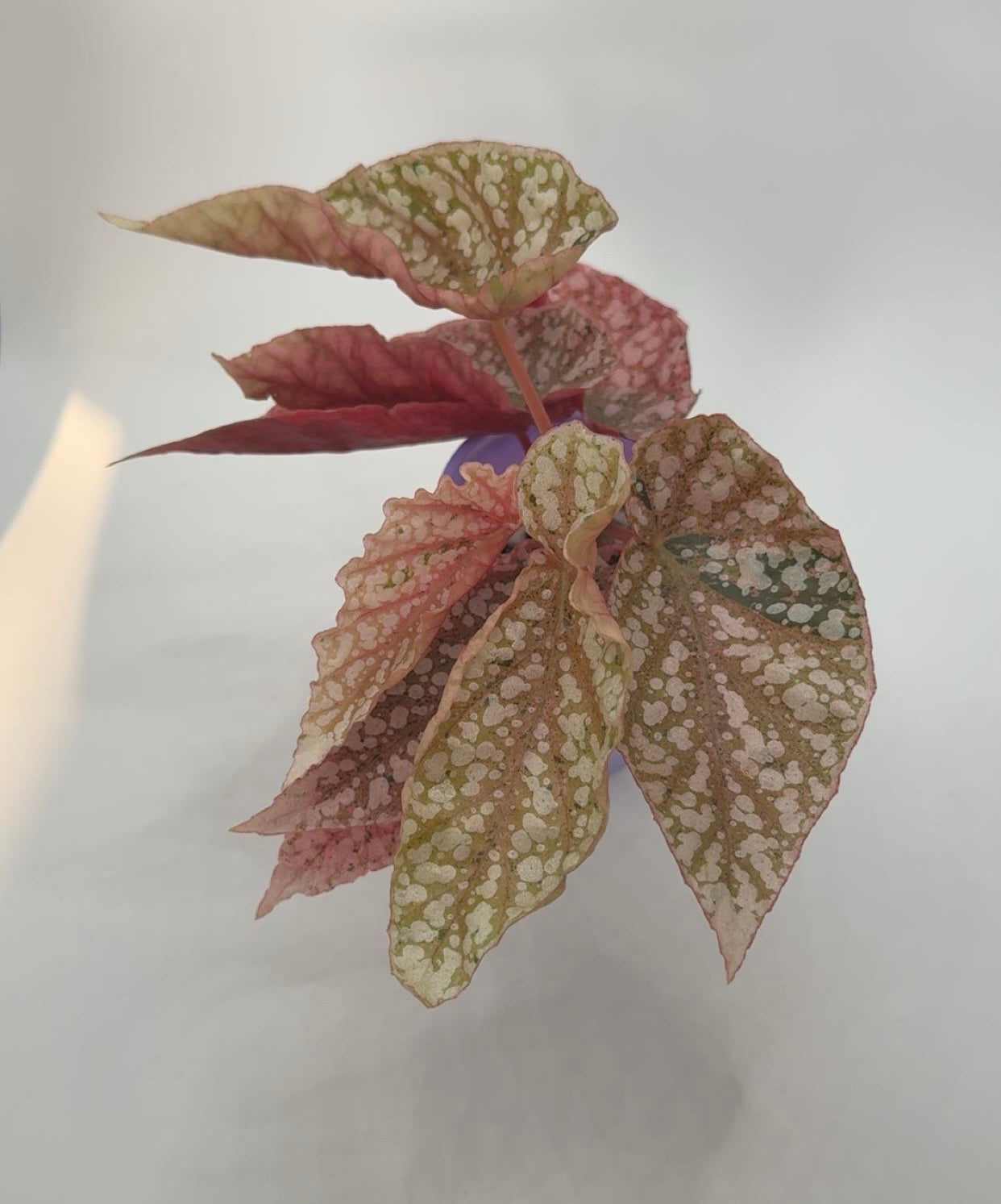 Begonia Snowcapped 'Variegated'