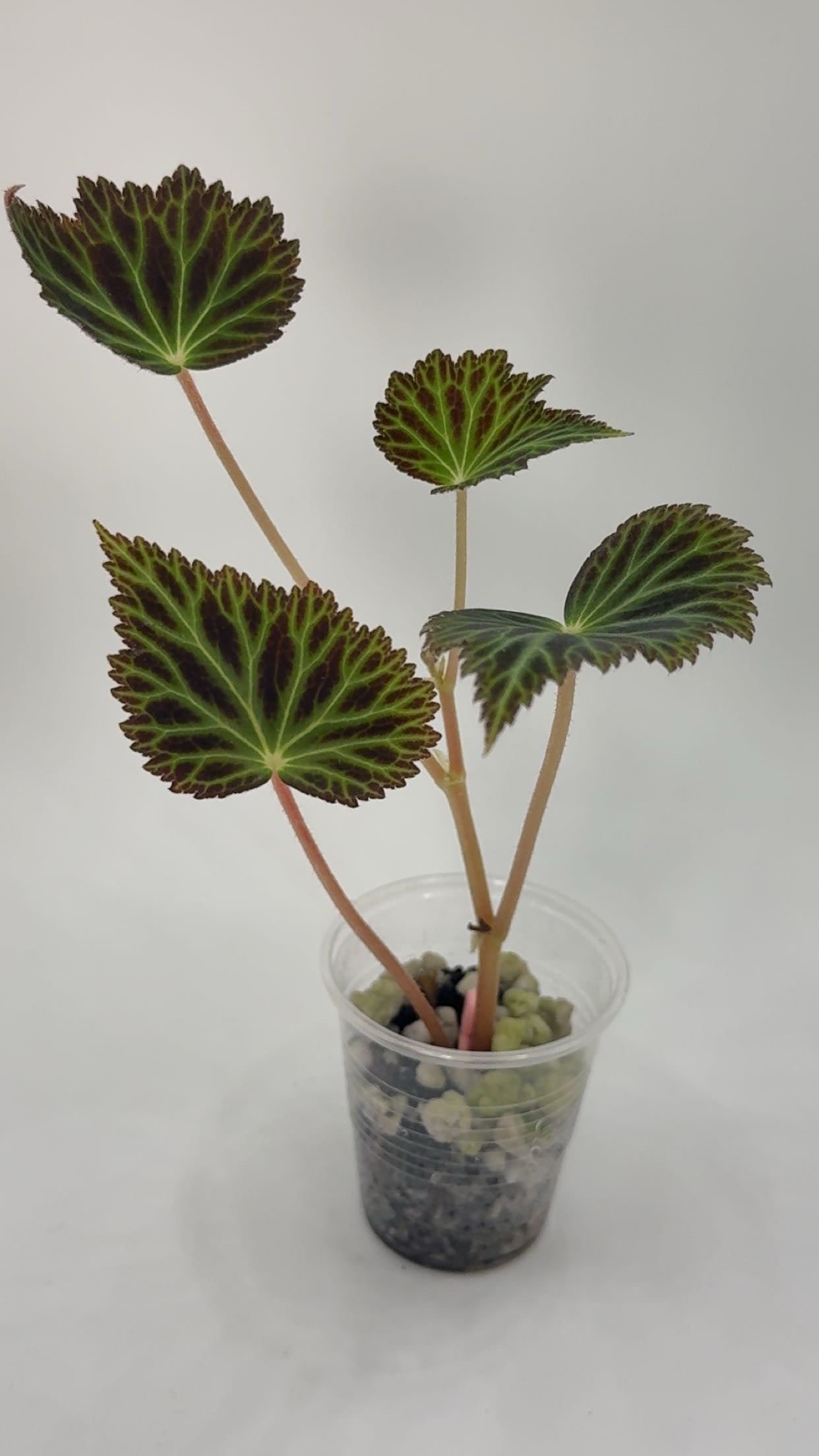Begonia Pearcei