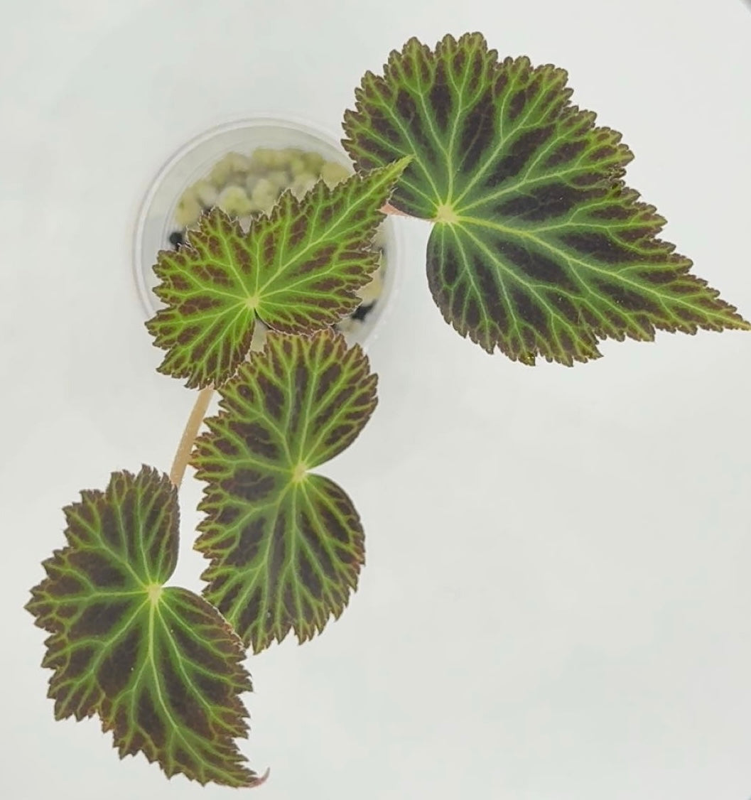 Begonia Pearcei
