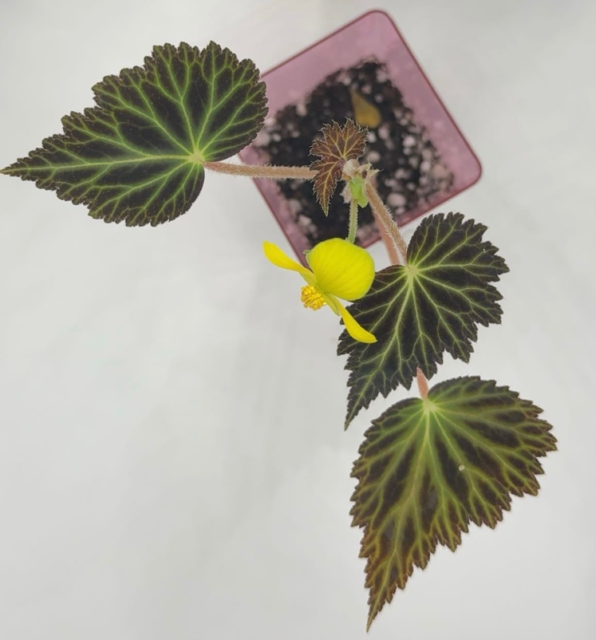 Begonia Pearcei