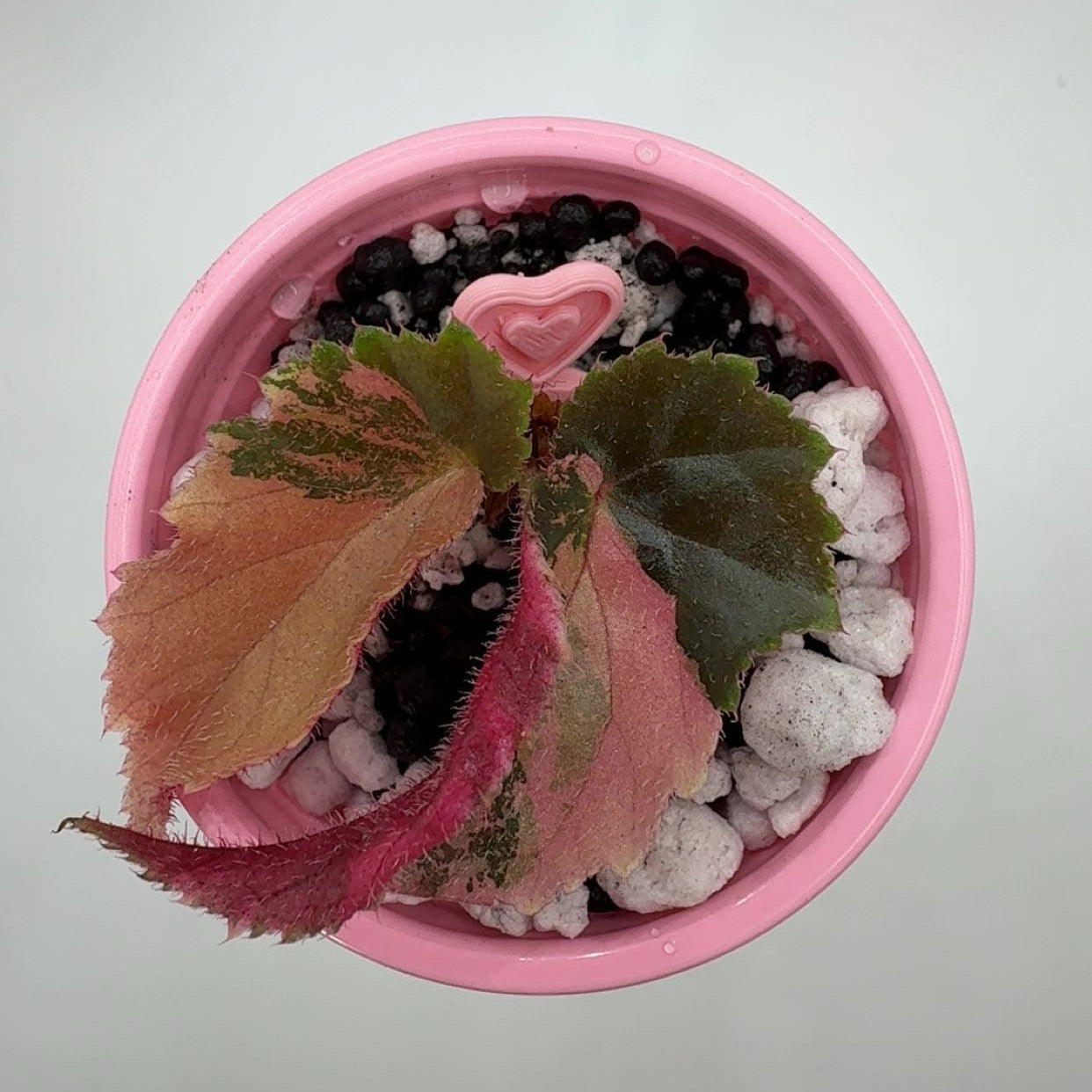 3D Printed Heart Pins for Propagation (10 Count)