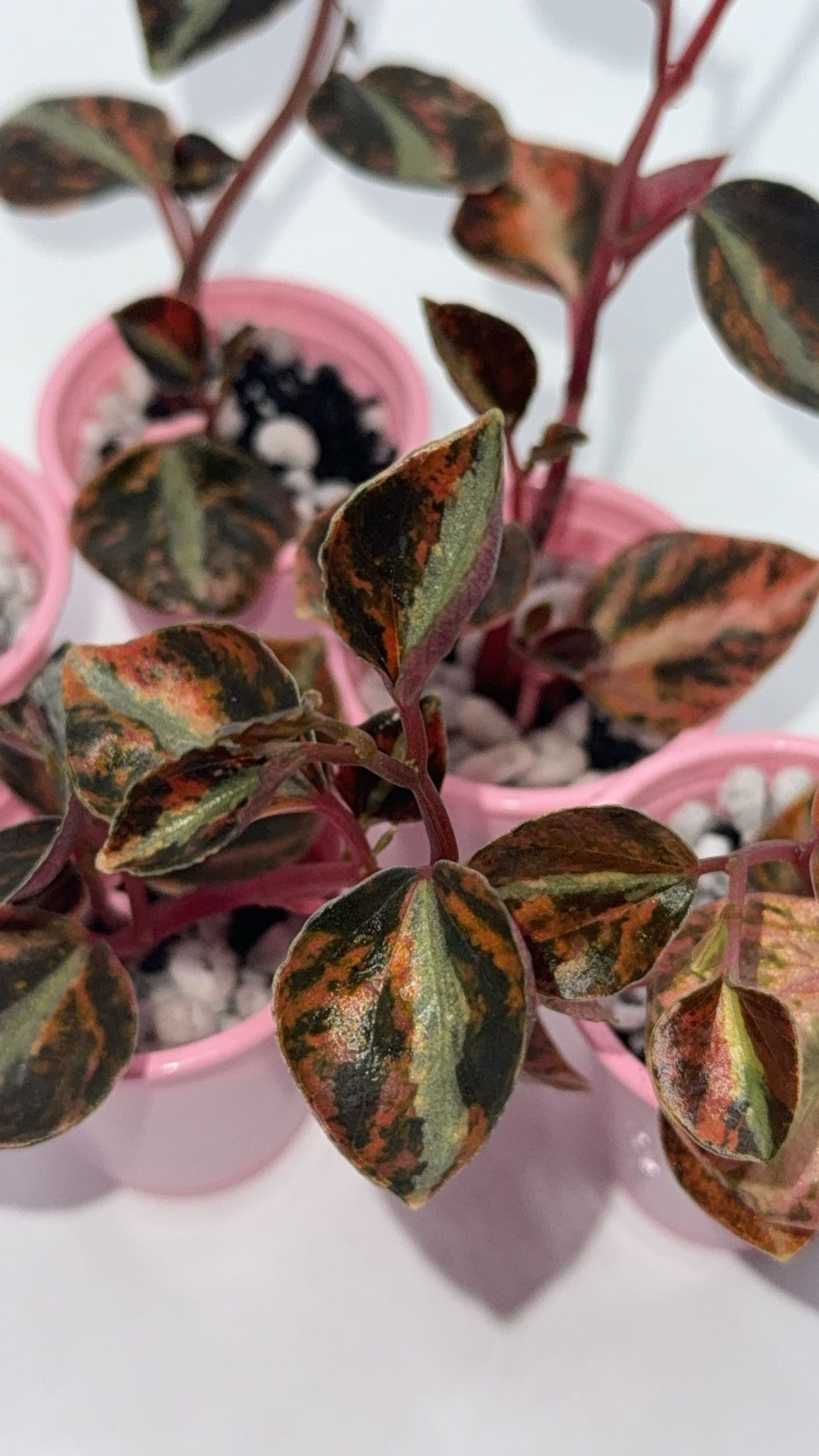 Peperomia 'Crème Brulee'/Orange Metallic (READY SOON)