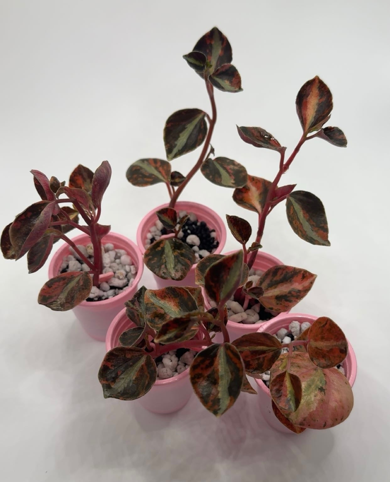 Peperomia 'Crème Brulee'/Orange Metallic (READY SOON)
