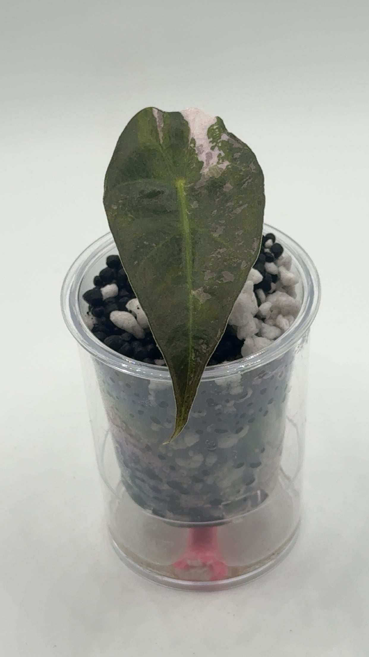 Alocasia Amazonica True Pink (US Version)