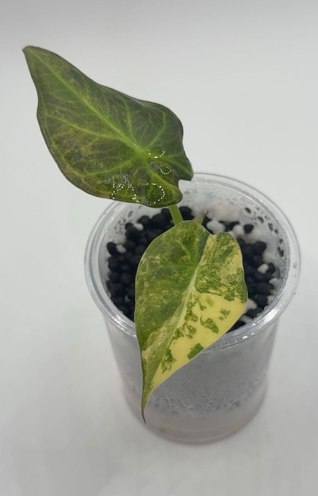 Alocasia Regal Shields Aurea