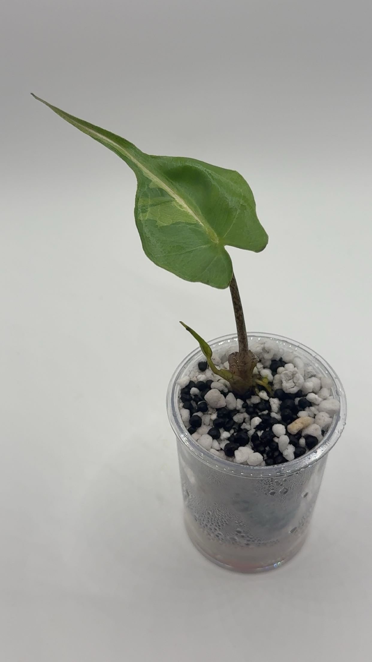 Alocasia Stingray Pink/Albo SPECIAL PRICE