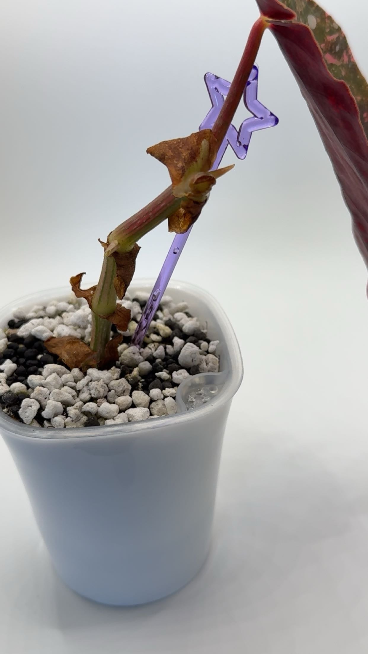 Begonia Maculata Pink Variegated SPECIAL PRICE