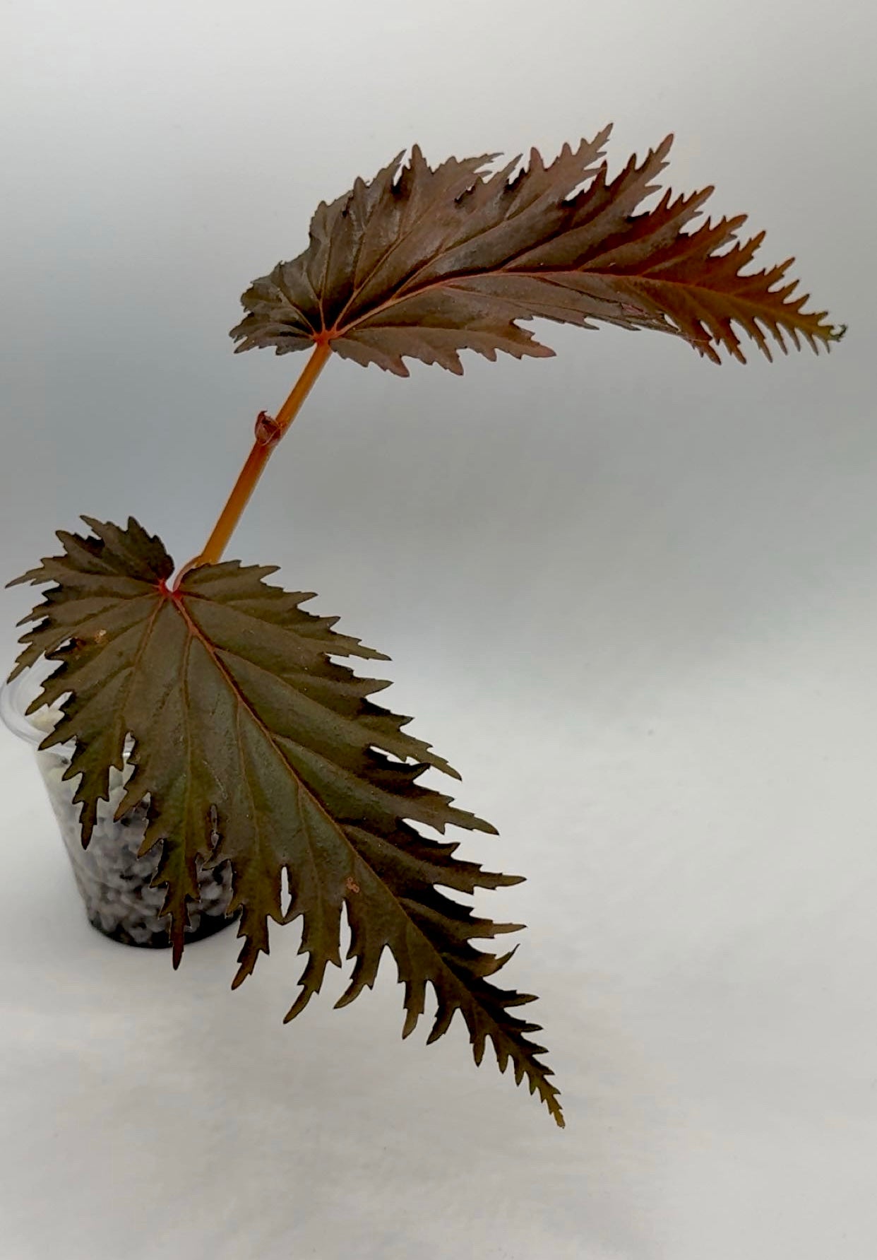 Begonia Sp. Miri Sarawak Borneo SPECIAL PRICE