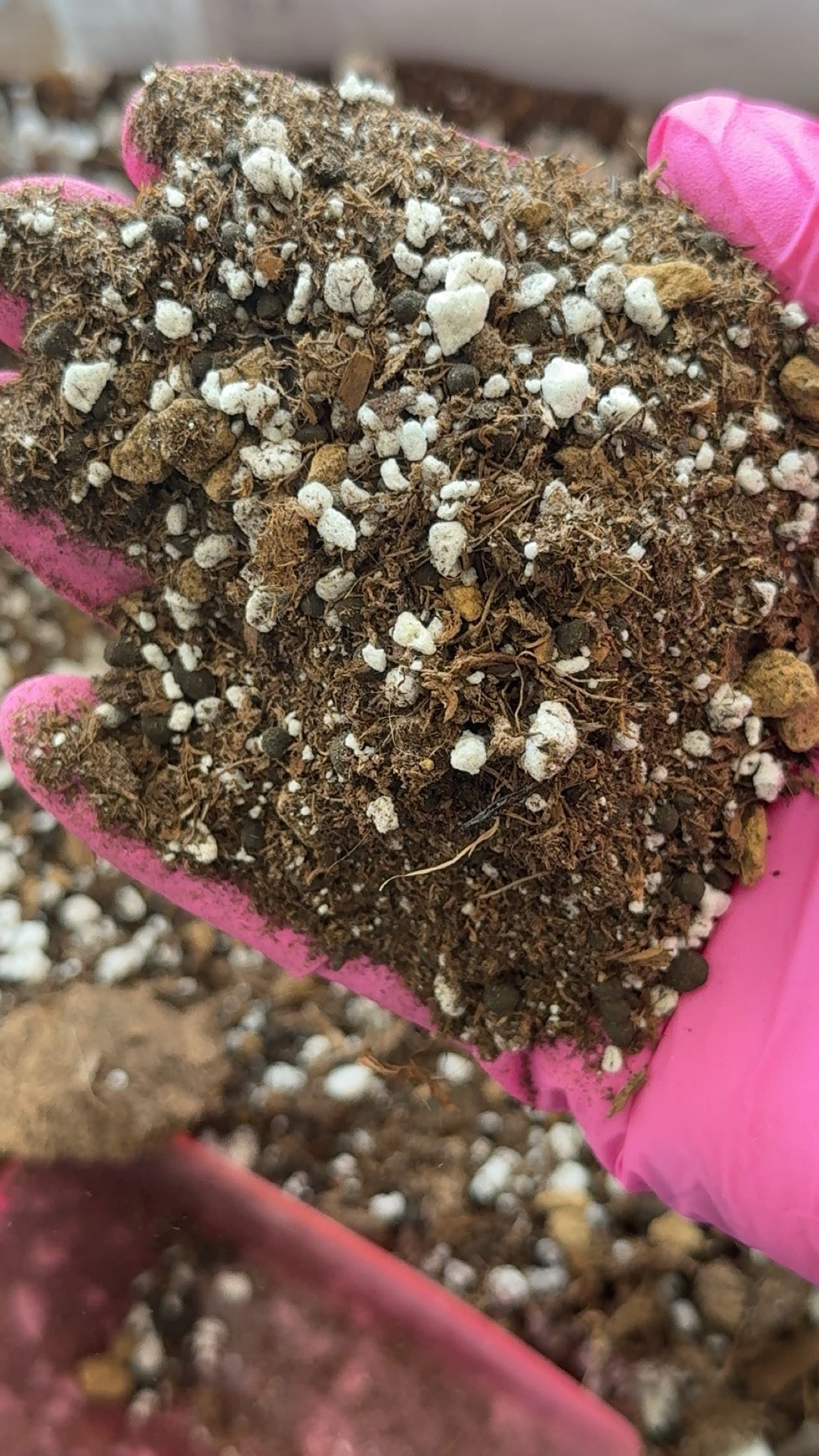 Pink Begonia Mix 1 Lb Bag