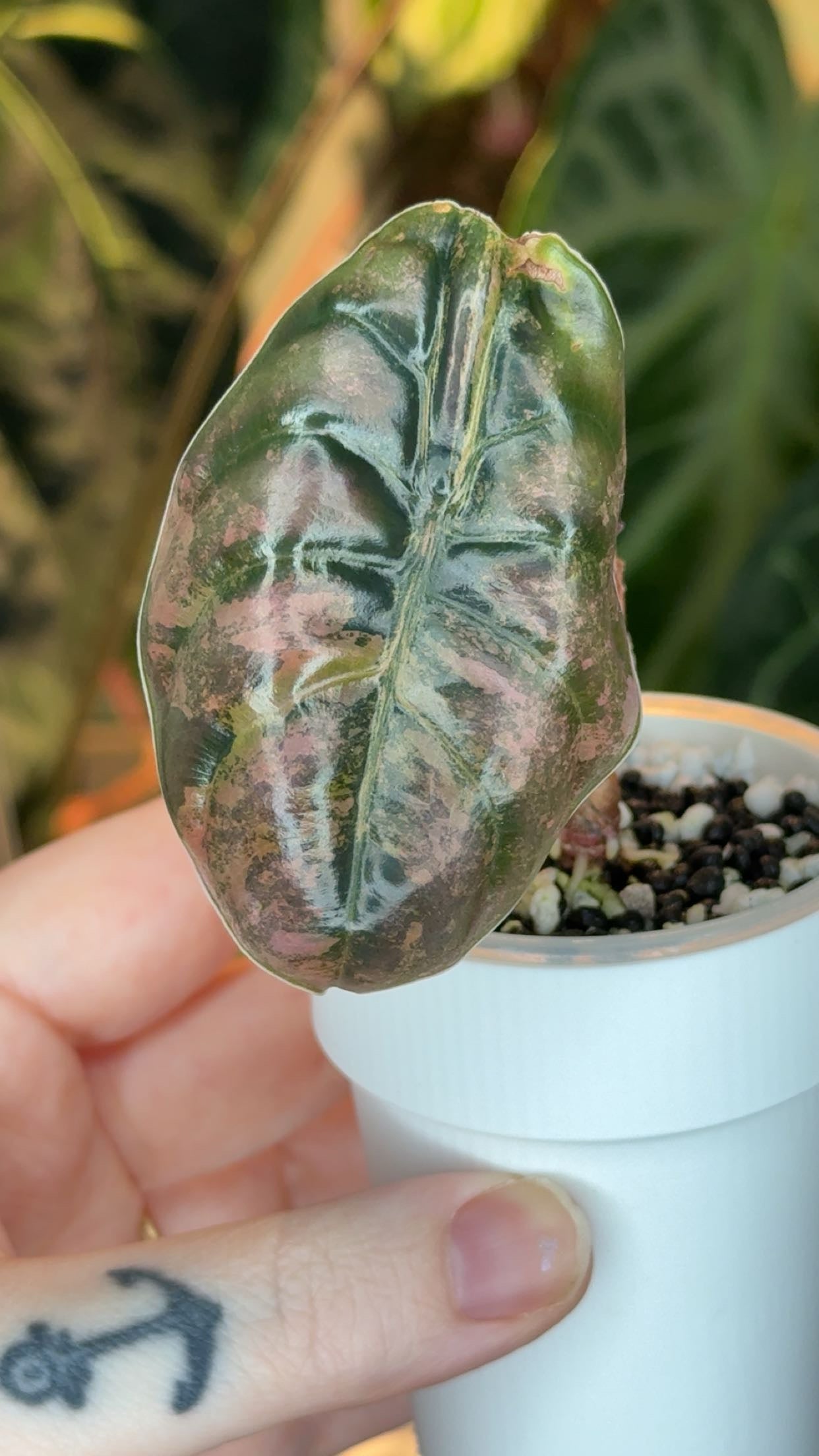 Corm Grown Cuprea Latte Pup