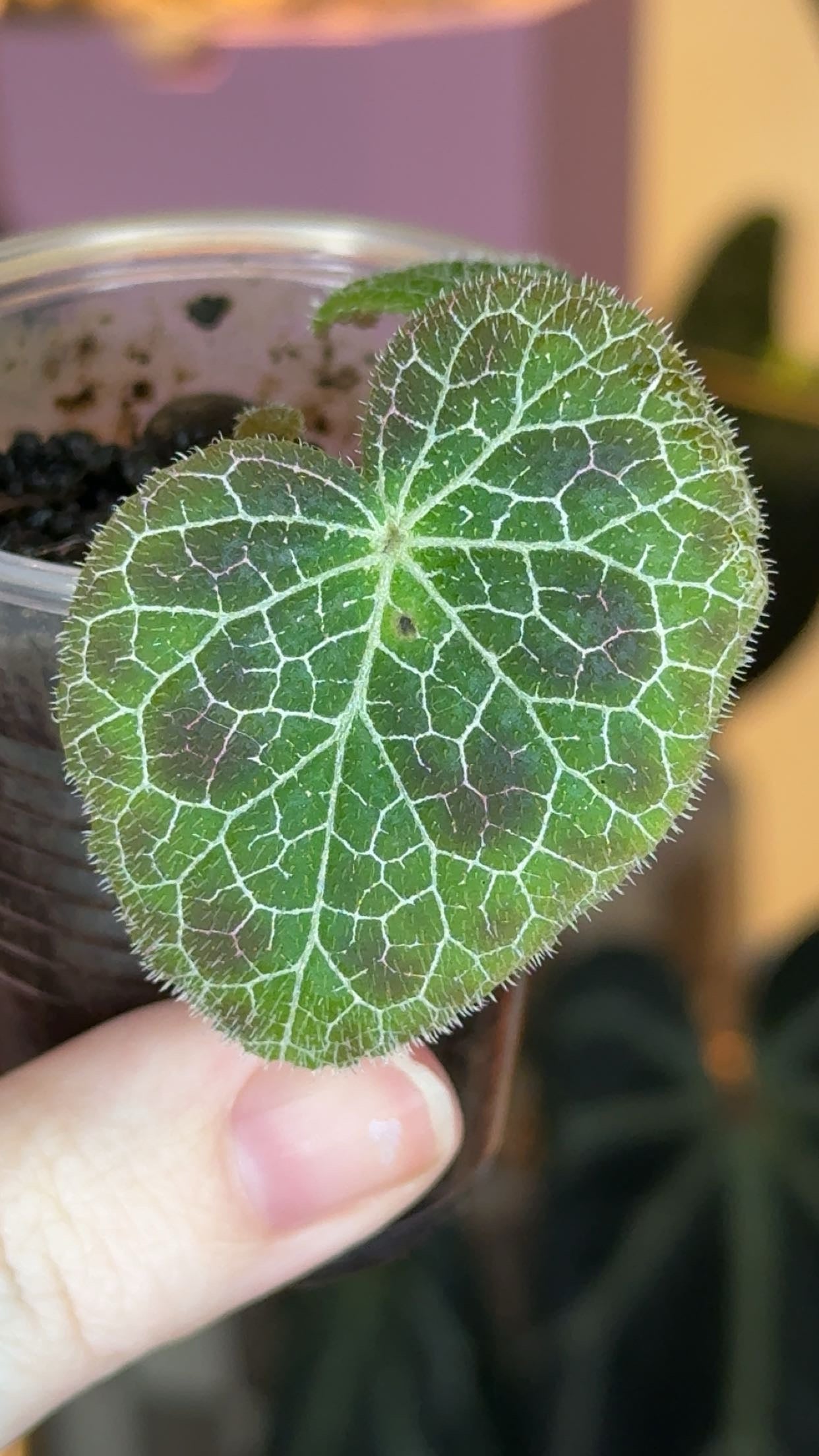 Begonia Fulgurata Seedling Grower's Choice