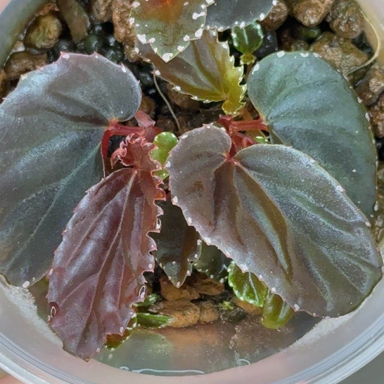 Begonia Sp. Black Blood Seedling Grower's Choice