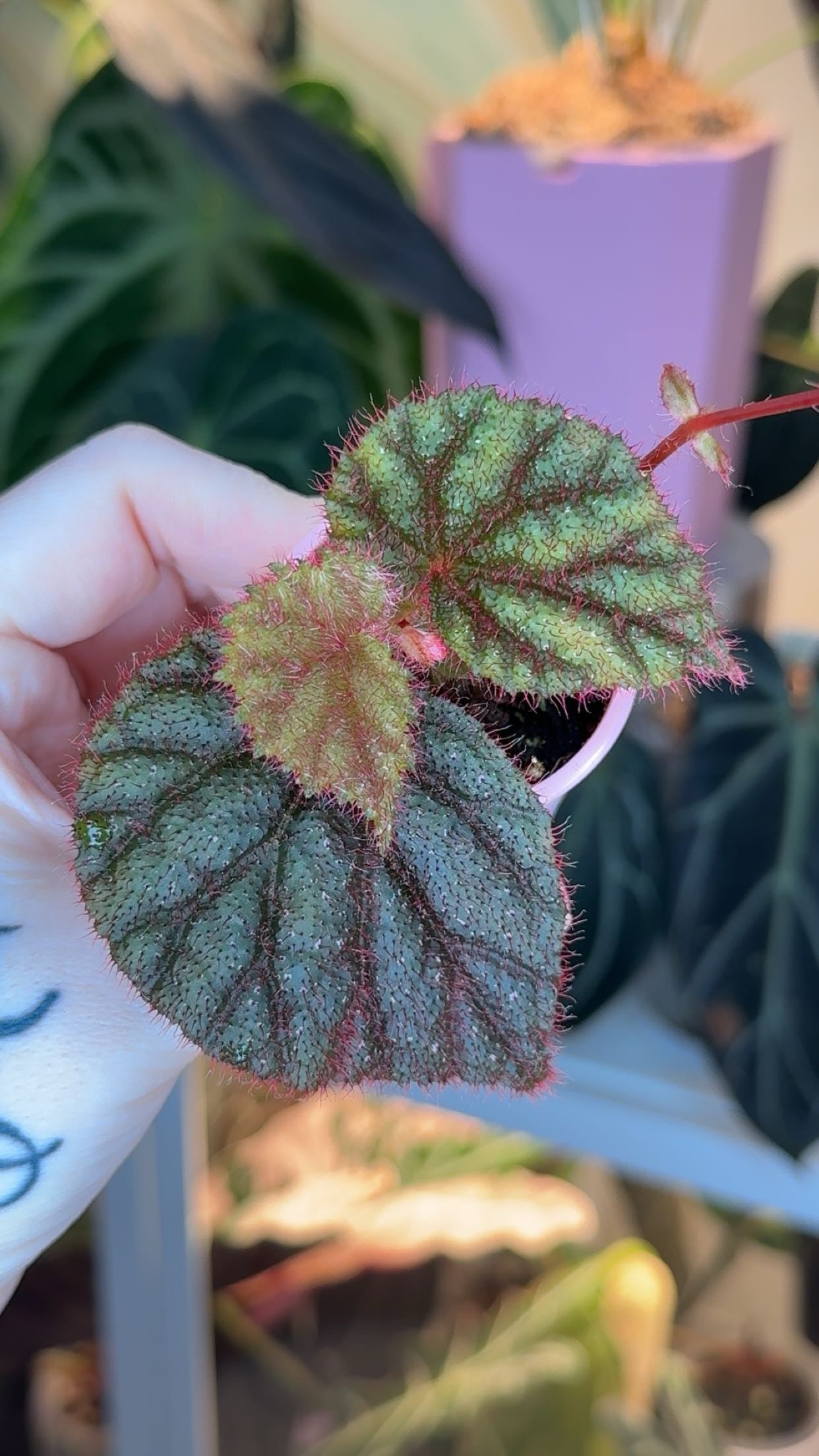 Begonia Lahad Datu Pink Exact Plant
