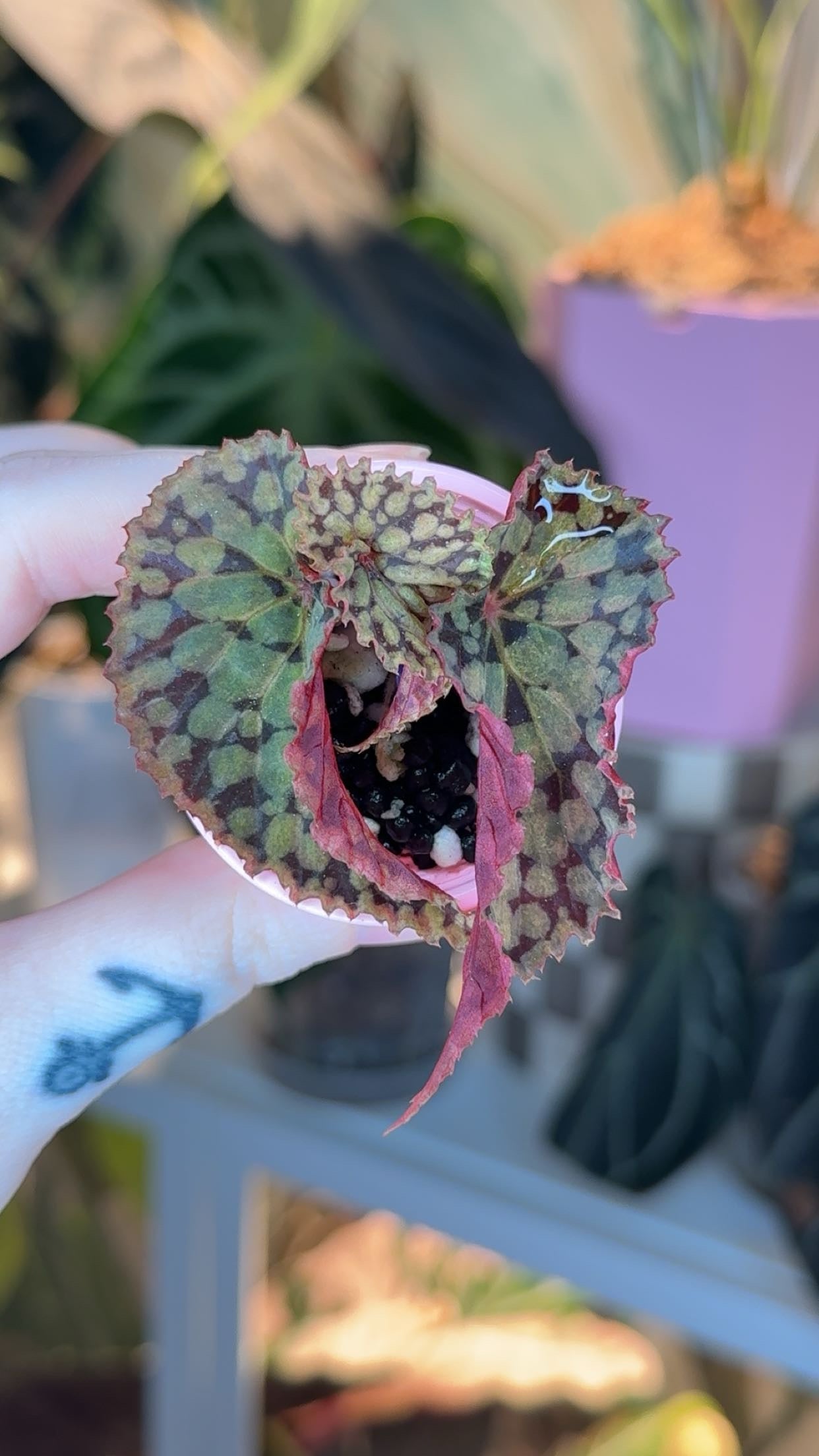 Begonia Chlorosticta Variegated 'Gold Dust' Exact Plant