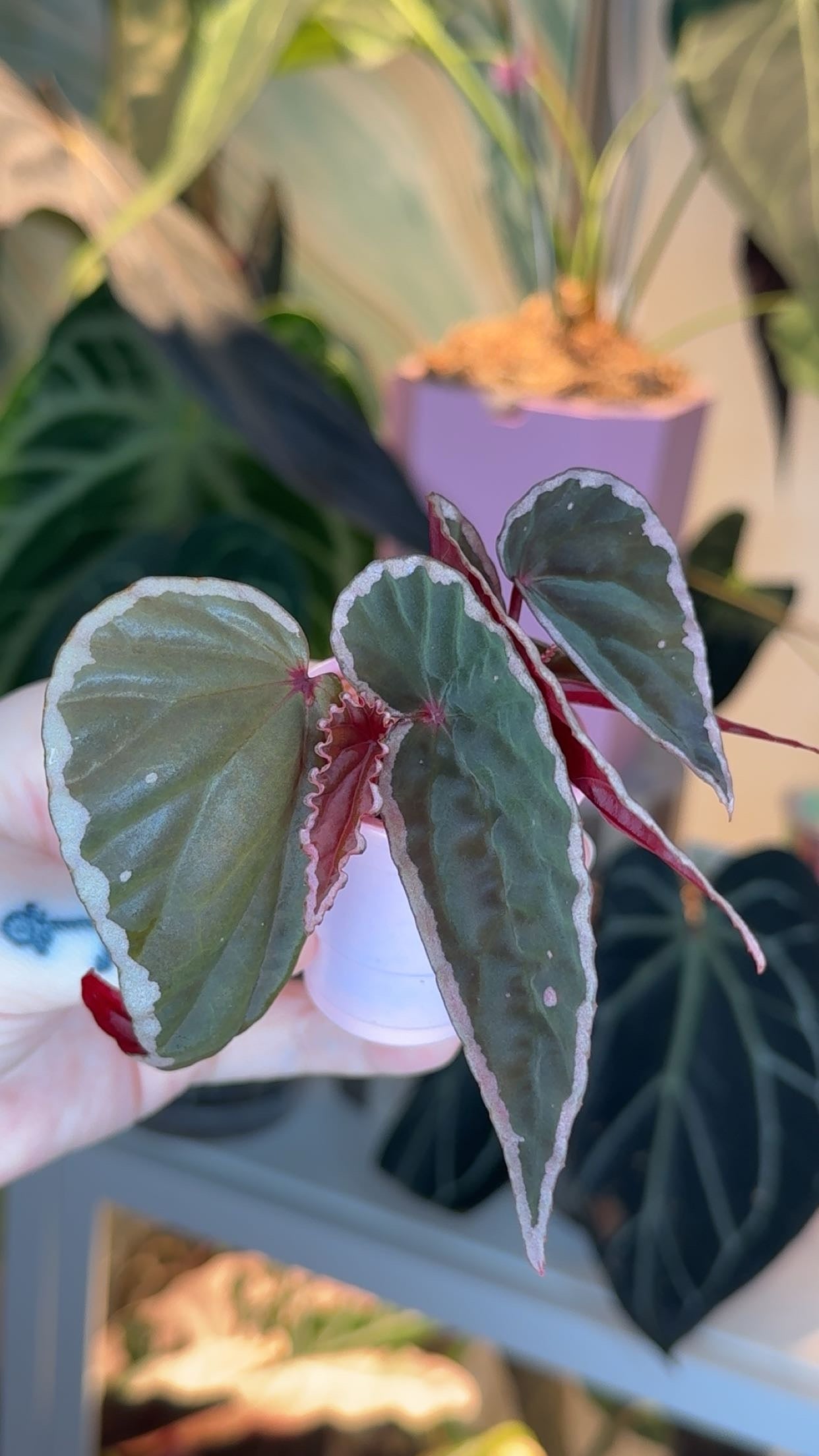 Begonia Darth Mal X Nothobaramensis Exact Plant