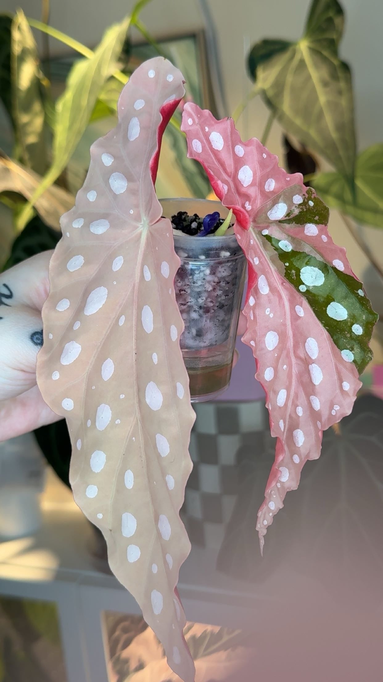 Begonia Maculata Pink Vareigated Exact Plant