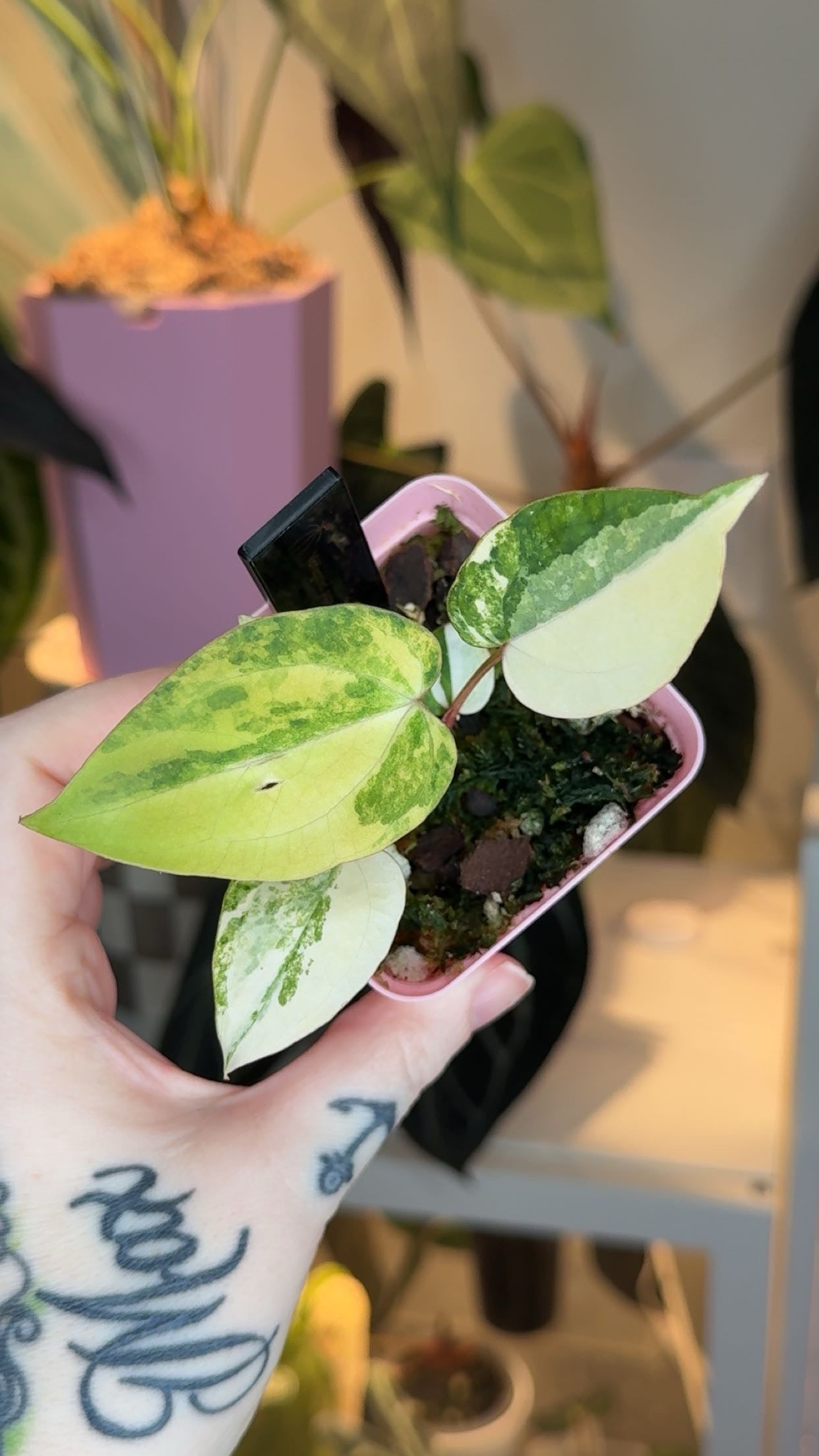 Anthurium Vareigated Pap 'X' X Dorito Port CLONE Exact Plant