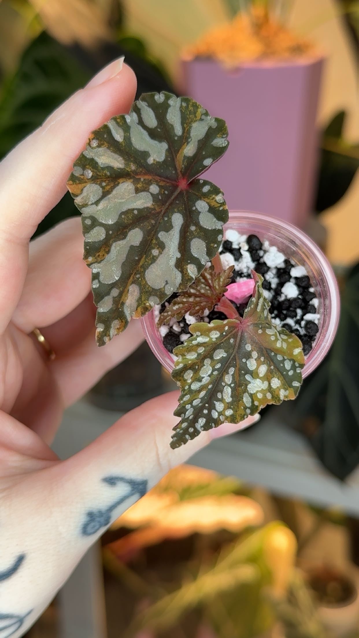 Begonia Izumo no Kiraboshi Variegated Exact Plant
