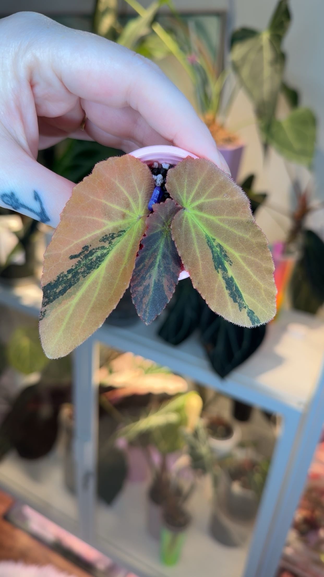 Begonia Withlacoochee Variegated Exact Plant