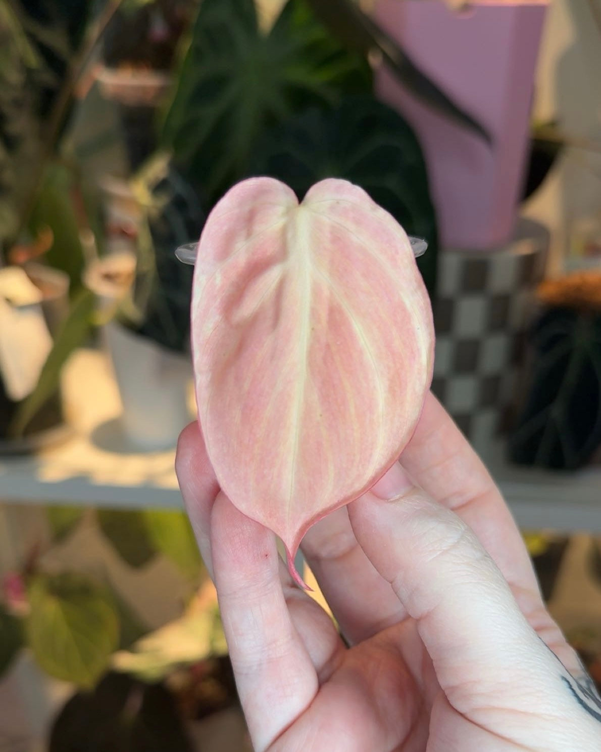 Begonia Maculata Pink Variegated/Micans True Pink/Albo Bundle