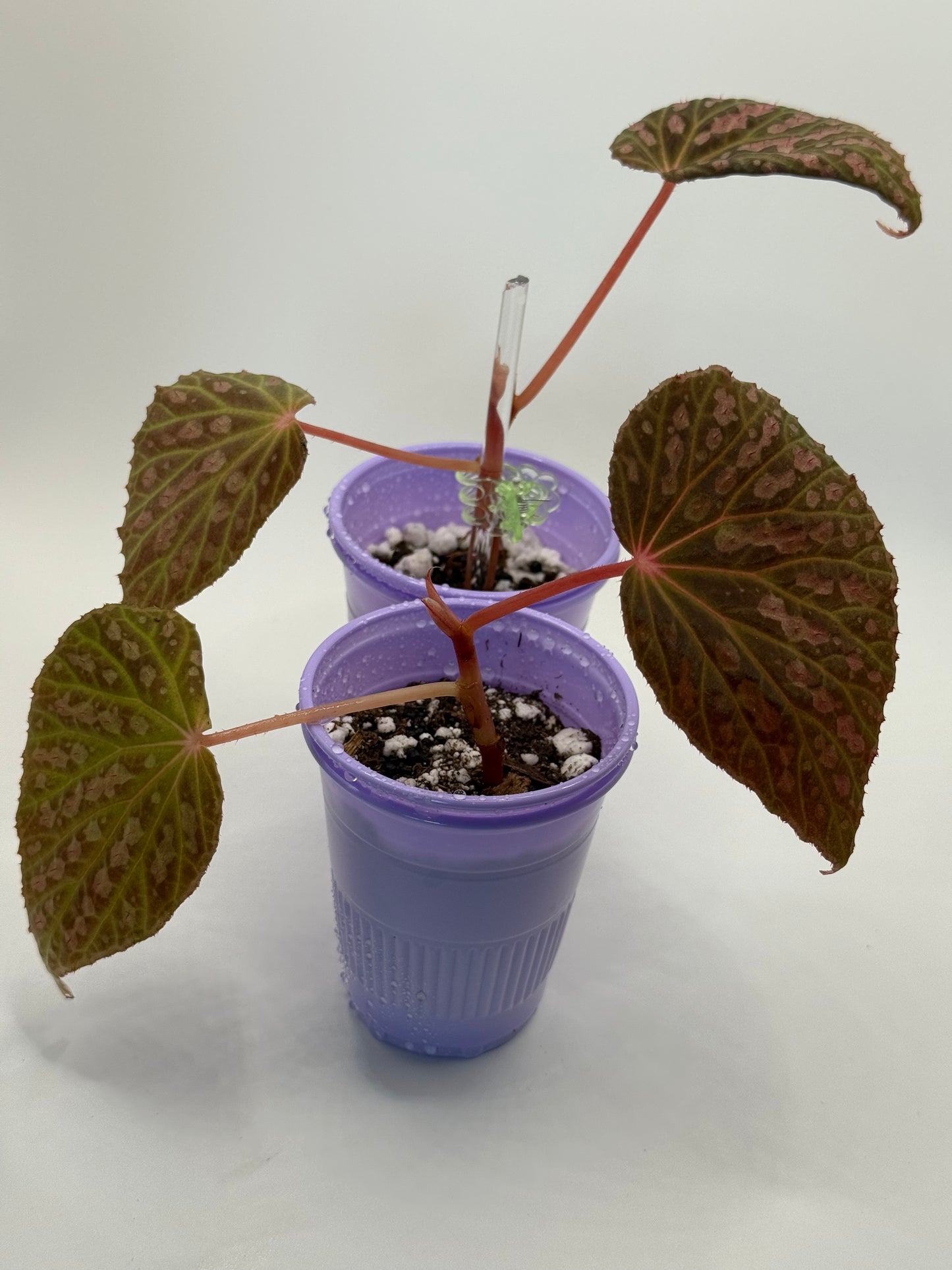 Begonia ‘Superchloro’ (Chlorosticta x Chloroneura)Starter Plant Medium Non Exact