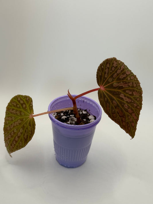 Begonia ‘Superchloro’ (Chlorosticta x Chloroneura)Starter Plant Medium Non Exact