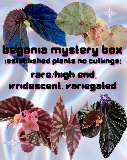 Begonia Mystery Box (Plants NO Cuttings)