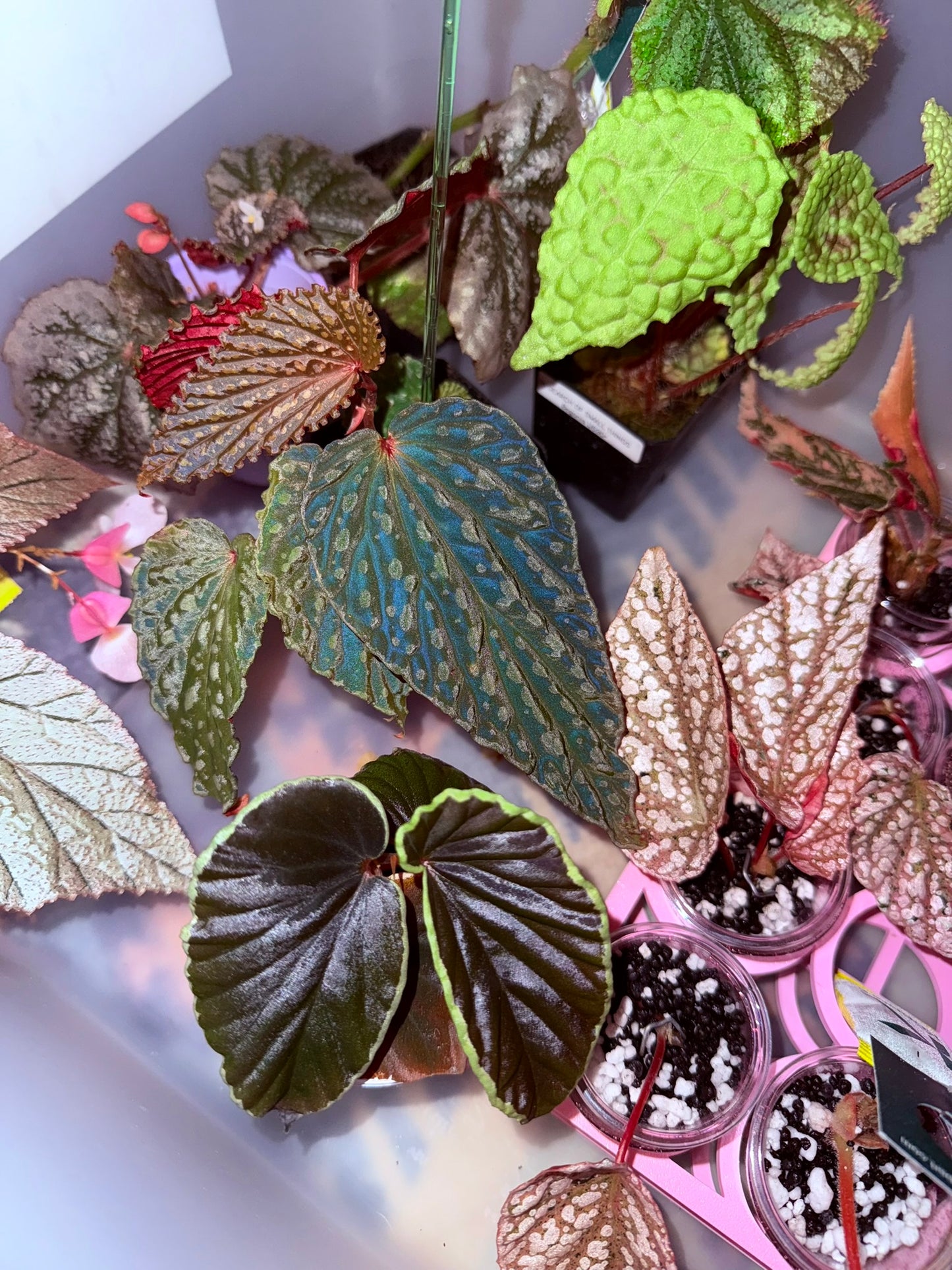 Bougie Begonia Cutting Mystery Box UPDATED