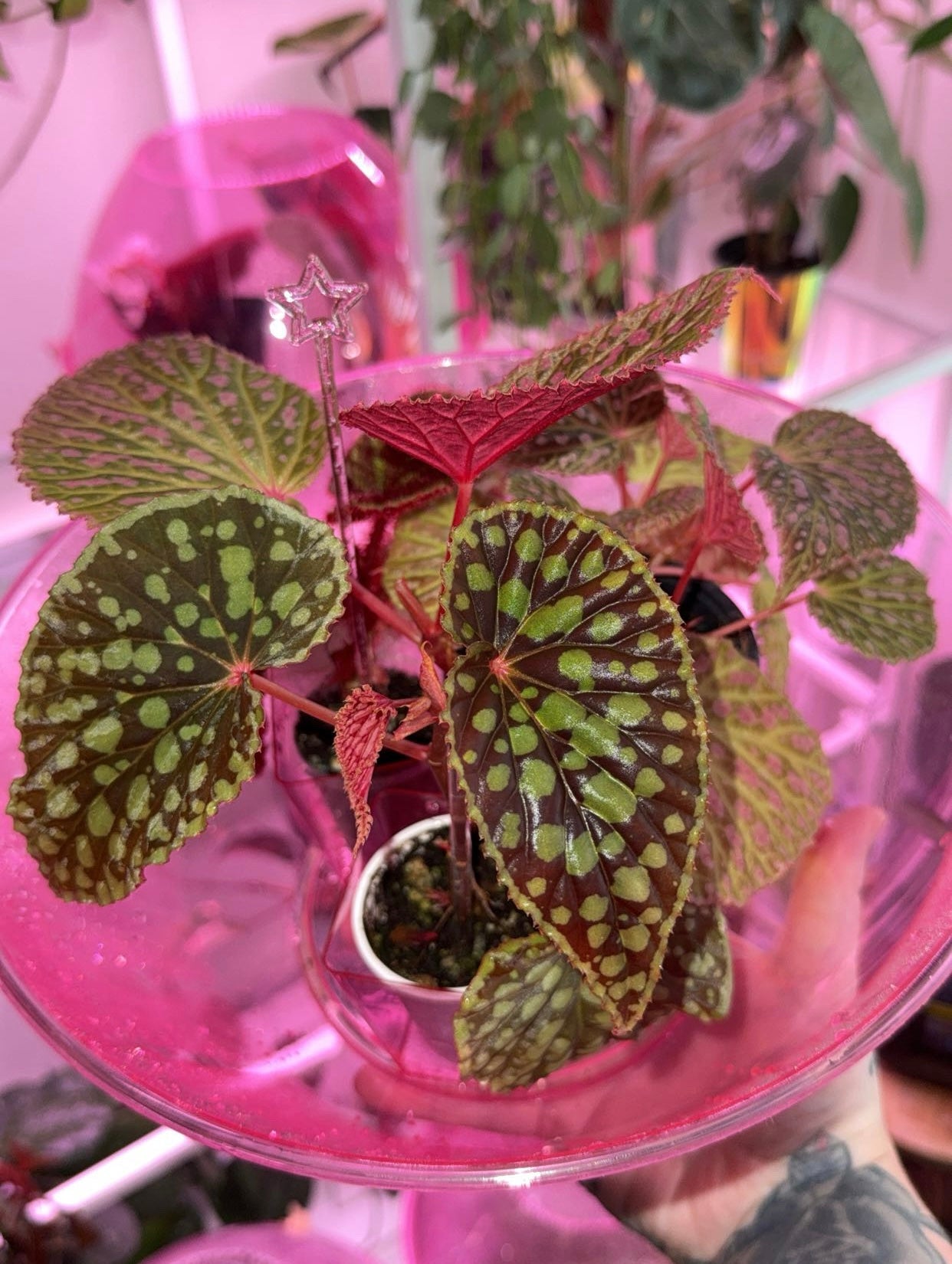 Bougie Begonia Cutting Mystery Box UPDATED