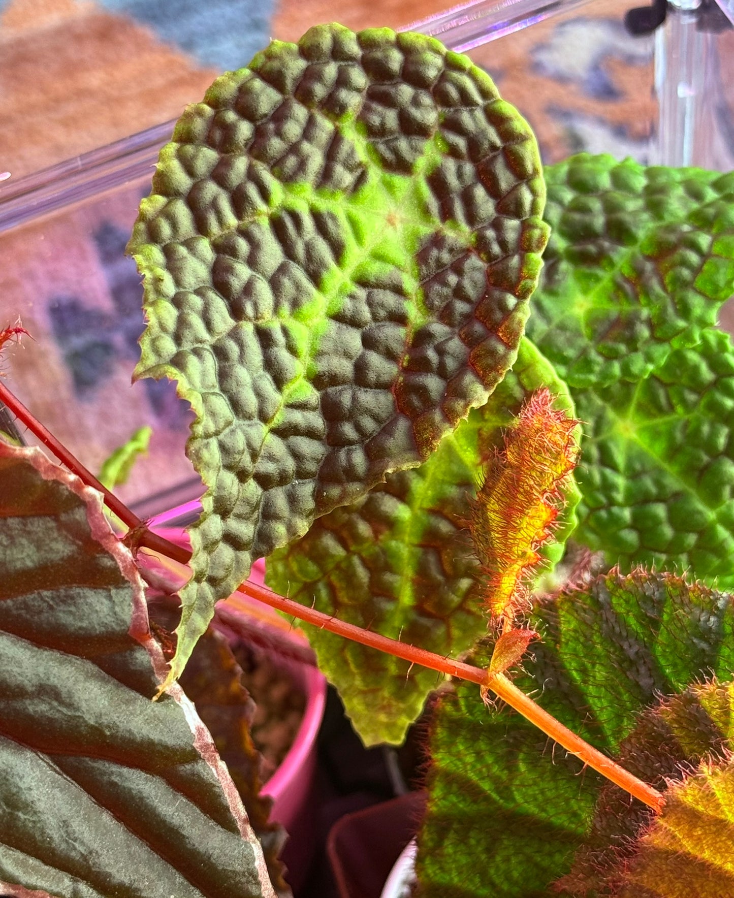 Bougie Begonia Cutting Mystery Box UPDATED