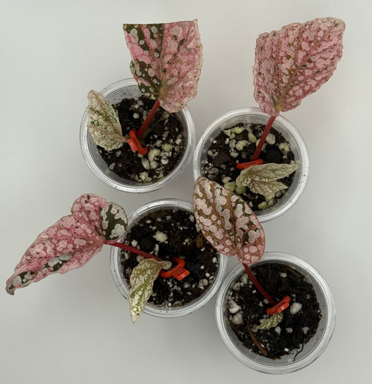 Begonia Snowcapped 'Variegated' Non-Exact Starter Plant