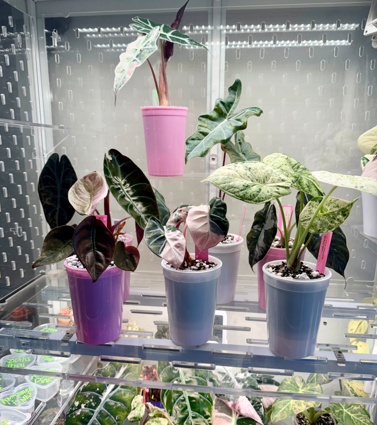 3" Self Watering Cup Bundle Set of 4