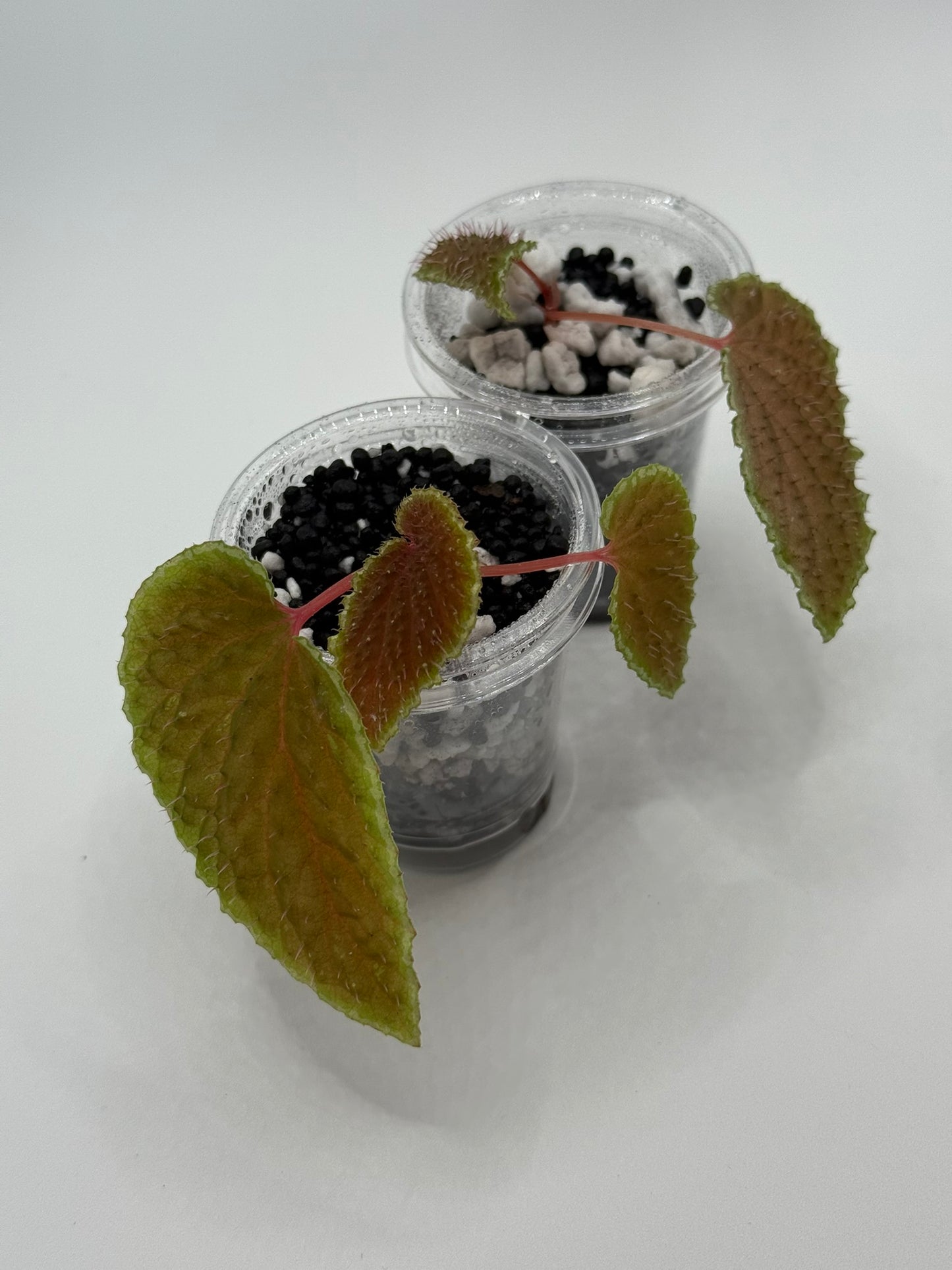 Begonia 'Ruthiae' Starter Plant Non Exact