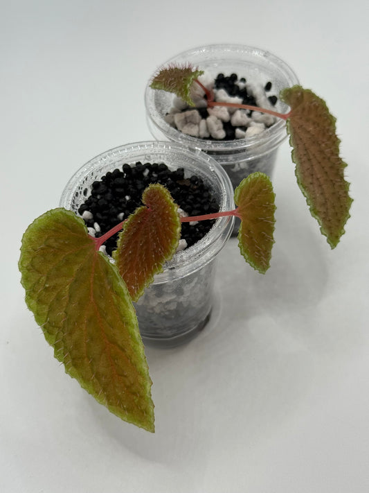 Begonia 'Ruthiae' Starter Plant Non Exact