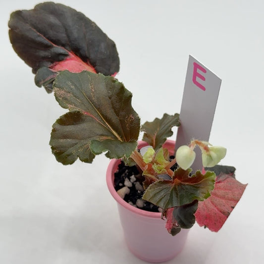 Begonia Cucullata "Pink Variegated'
