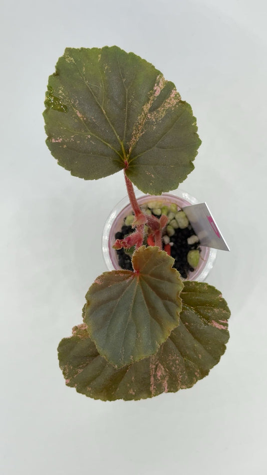 Begonia Cucullata "Pink Variegated'