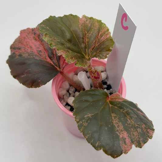 Begonia Cucullata "Pink Variegated'